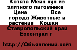 Котята Мейн-кун из элитного питомника › Цена ­ 20 000 - Все города Животные и растения » Кошки   . Ставропольский край,Ессентуки г.